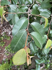 Englerophytum natalense