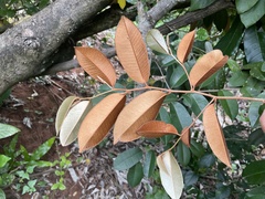 Englerophytum natalense