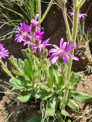 Senecio macrocephalus