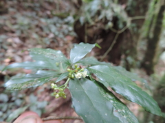 Psychotria parvistipulata