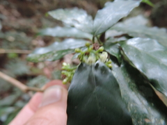 Psychotria parvistipulata