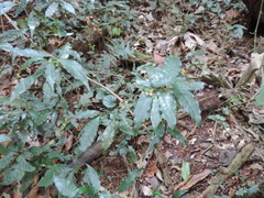 Psychotria parvistipulata