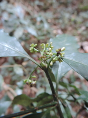 Psychotria parvistipulata