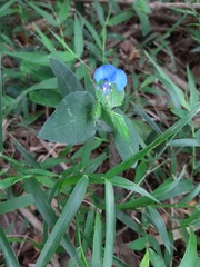 Commelina eckloniana