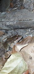 Leptodactylus bolivianus