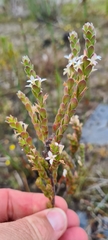 Gnidia spicata