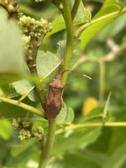 Gonocerini