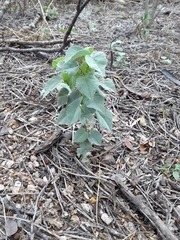 Abutilon trisulcatum