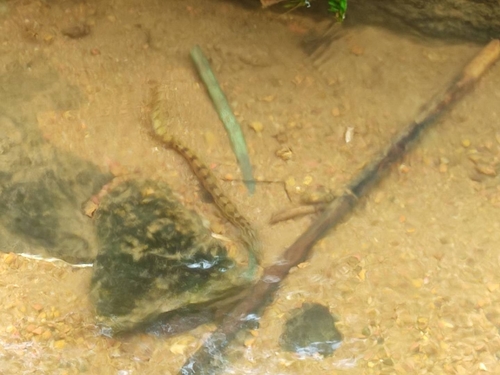 Spiny Eel