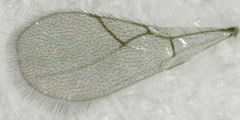 Ganaspis