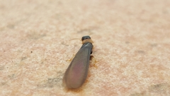 Kalotermes flavicollis