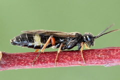 Allantus truncatus
