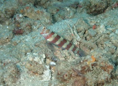 Amblyeleotris wheeleri