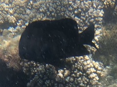 Neoglyphidodon melas