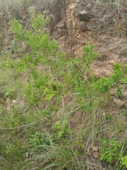 Senegalia erubescens