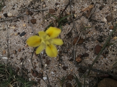 Moraea fugax