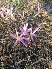 Colchicum filifolium
