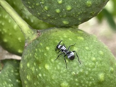 Polyrhachis schlueteri