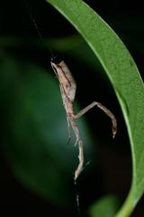 Miagrammopes orientalis