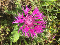 Centaurea polyacantha