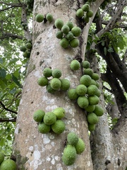Ficus tremula
