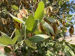 Combretum zeyheri image