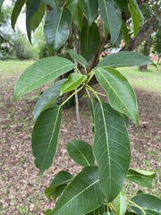 Ficus tremula