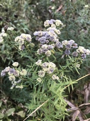 Pycnanthemum verticillatum