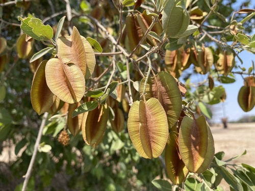 Combretum zeyheri image