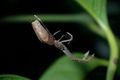 Miagrammopes orientalis