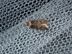 Mimobrachyoma maculifera