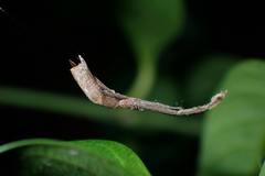 Miagrammopes orientalis