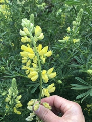 Lupinus arboreus