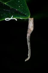 Miagrammopes orientalis