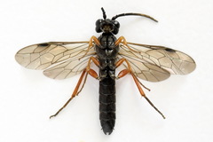Allantus truncatus
