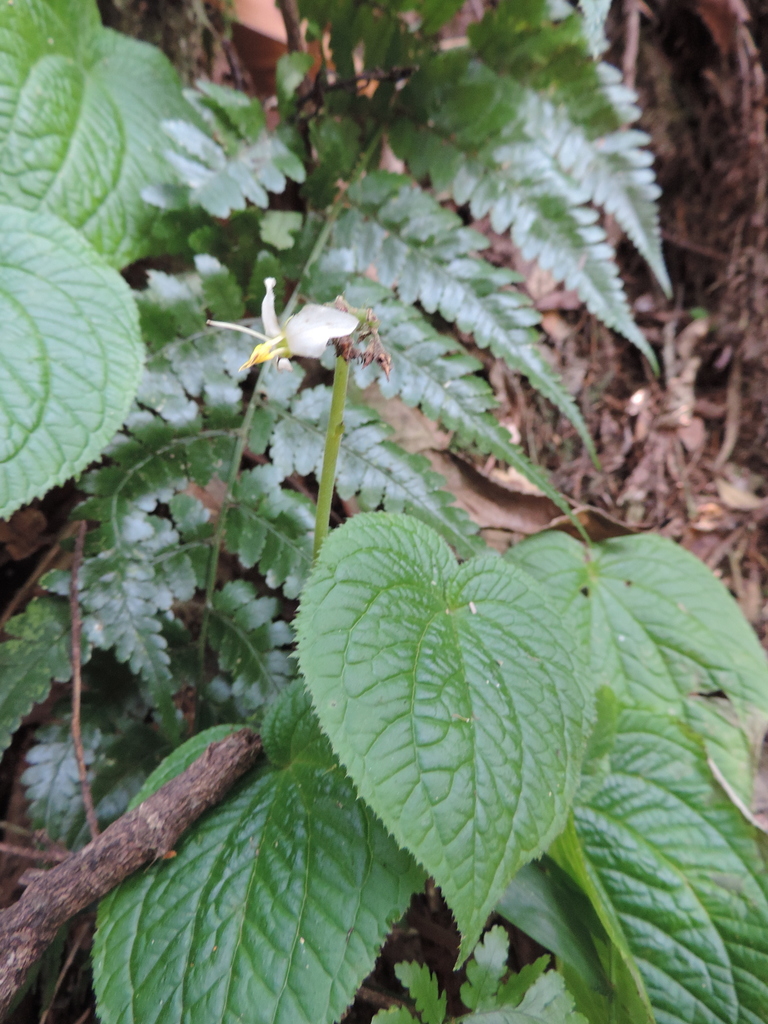 Cincinnobotrys speciosus