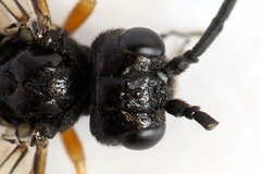 Allantus truncatus