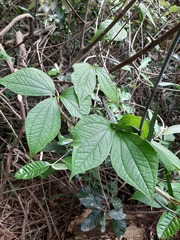 Dioscorea dregeana