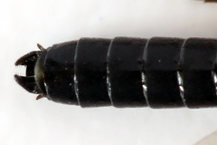 Allantus truncatus