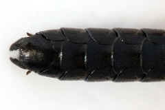 Allantus truncatus