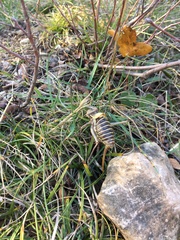 Ephippiger diurnus diurnus