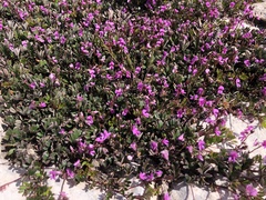 Indigofera mundiana