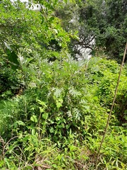 Berkheya bipinnatifida bipinnatifida