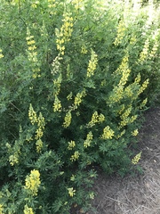 Lupinus arboreus