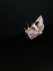 Bastilla arcuata