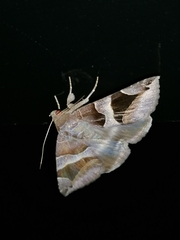 Bastilla arcuata