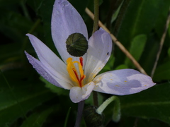 Crocus thomasii