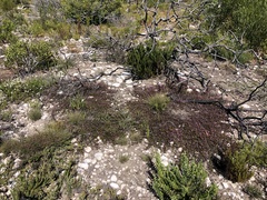 Indigofera mundiana