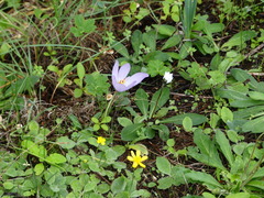 Crocus thomasii