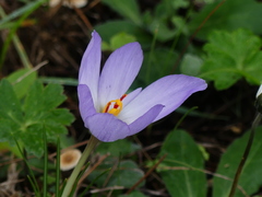 Crocus thomasii